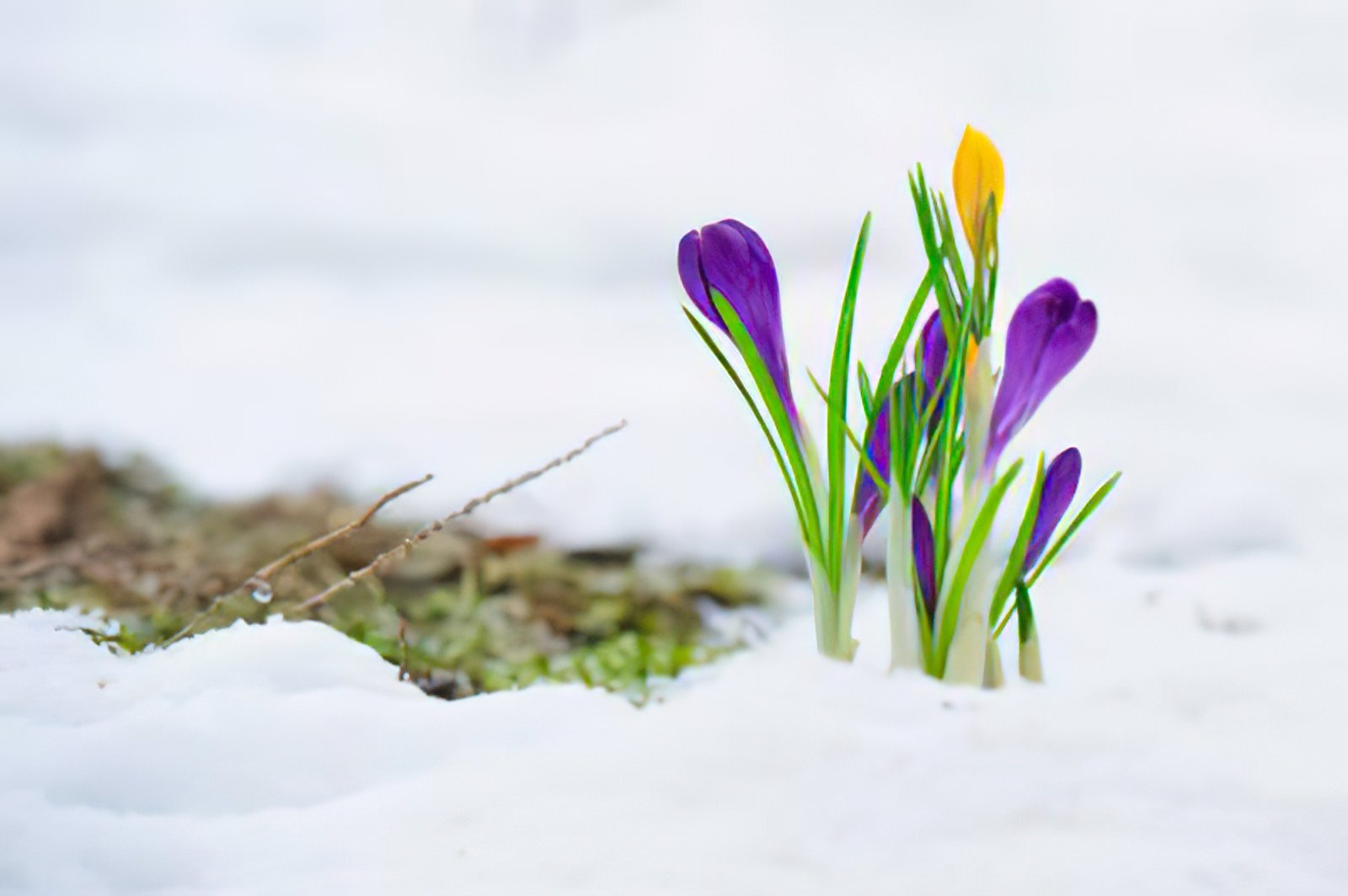 gartenliebe