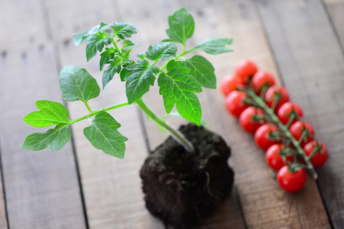 Aus dem selbst bepflanztem Hochbeet: Leckere Cherry Tomaten!