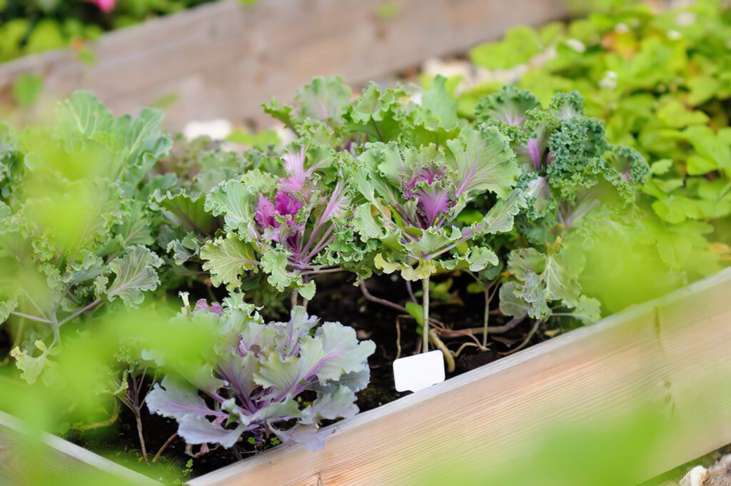 Gemüsebeet anlegen für Garten und Balkon Leeb Balkone