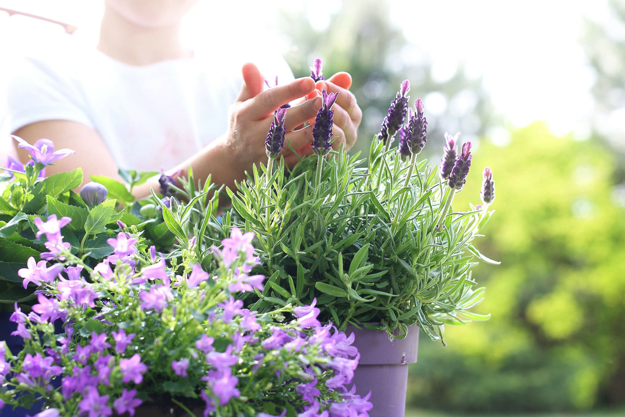 Lavendel am Balkon