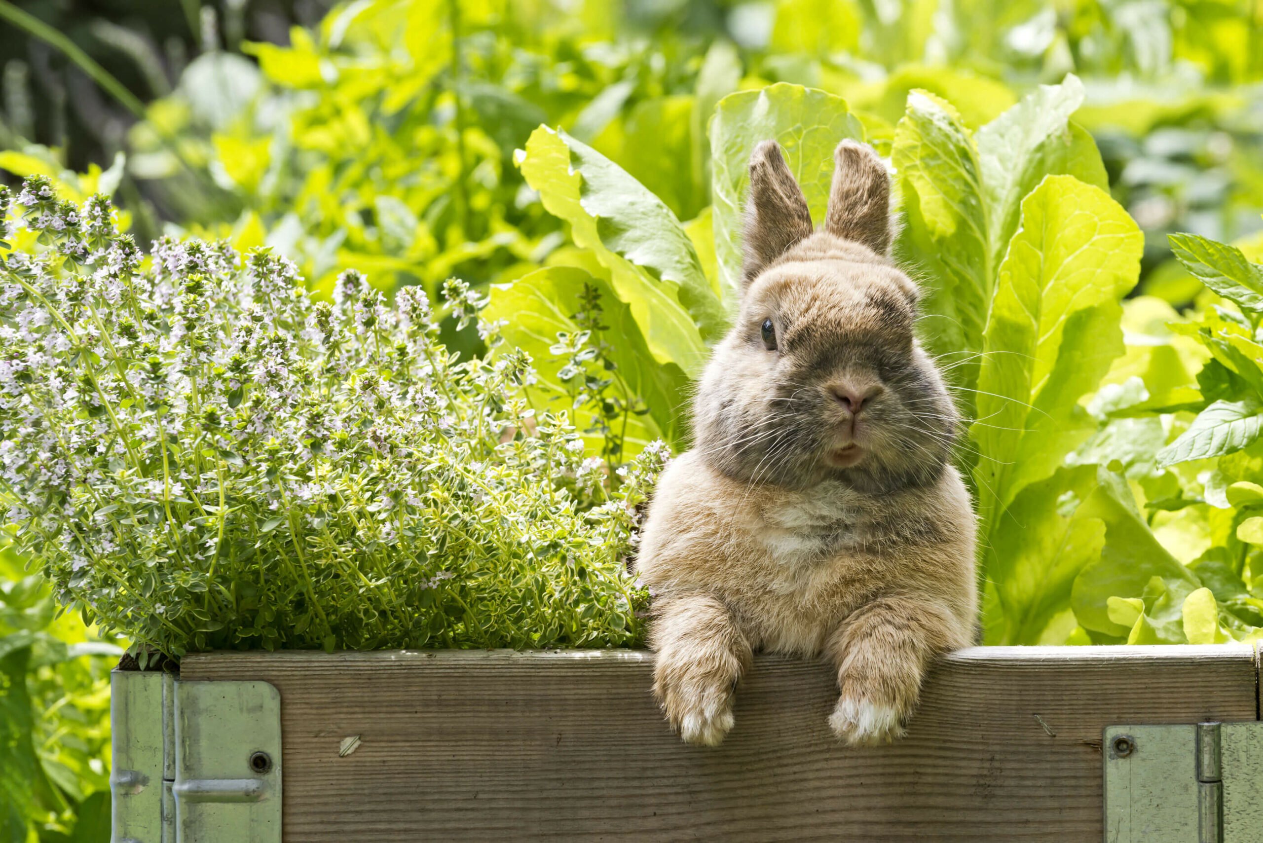 suesser osterhase