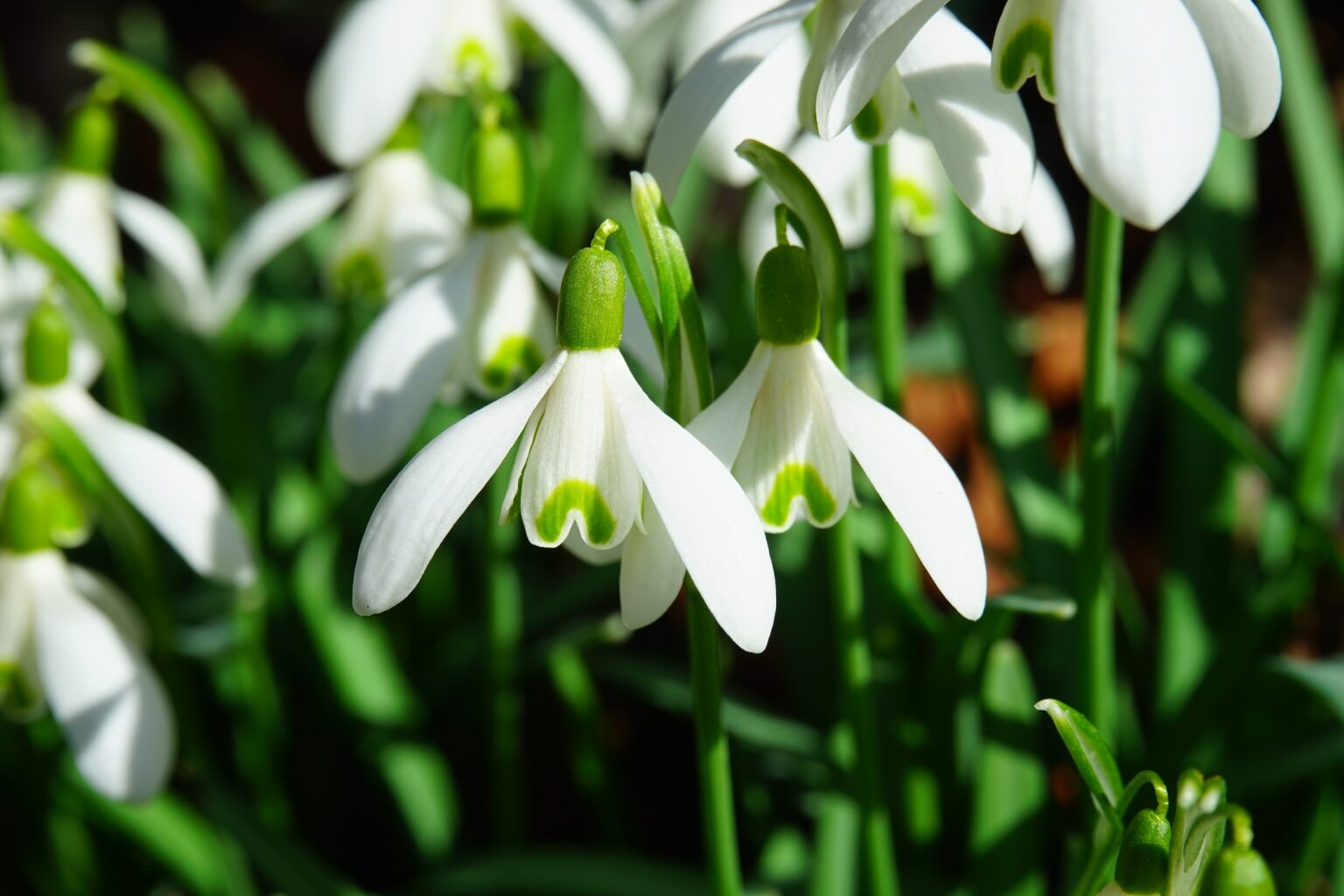 Gartenarbeiten im März - Wenn die Schneeglöckchen blühen, erwacht auch der Garten