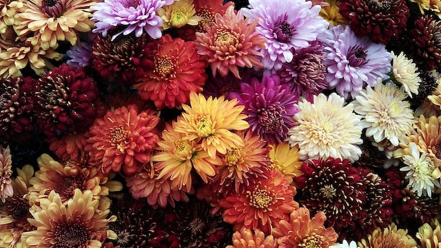 Chrysanthemen sind typische Balkonblumen und blühen bis in den späten Herbst