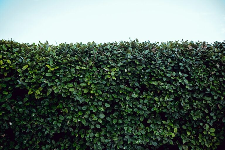 Hecke schneiden richtig gemacht: Rückschnitte sind nicht nur aufwendig, sondern mitunter verboten