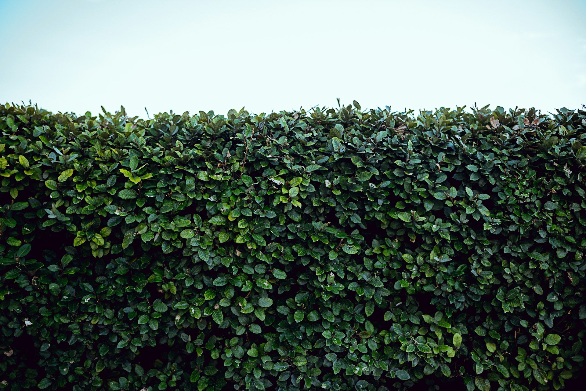 Wann darf man die Hecke schneiden?